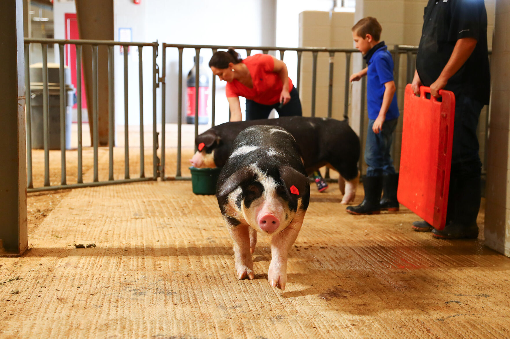 Brazos Valley Youth Livestock Show